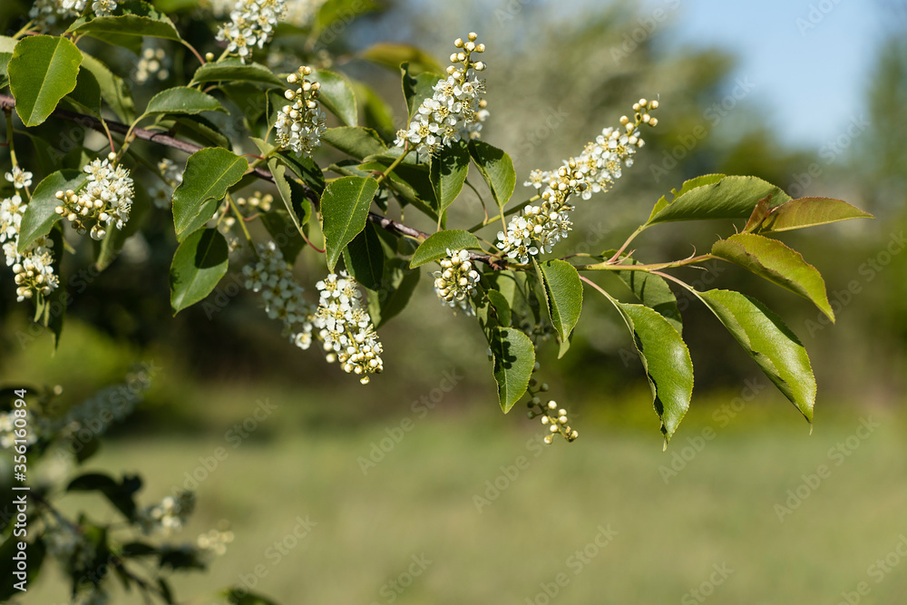 White flowers of bird cherry (Prunus padus, hackberry, hagberry, or Mayday tree), a flowering plant in the Rosaceae family, a species of cherry, deciduous tree or shrub White flowers of bird cherry (Prunus padus, hackberry, hagberry, or Mayday tree), a flowering plant in the Rosaceae family, a species of cherry, deciduous tree or shrub