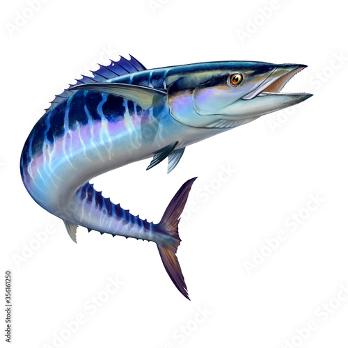 Spanish Mackerel wahoo dark blue fish big fish on white realistic illustration isolate.