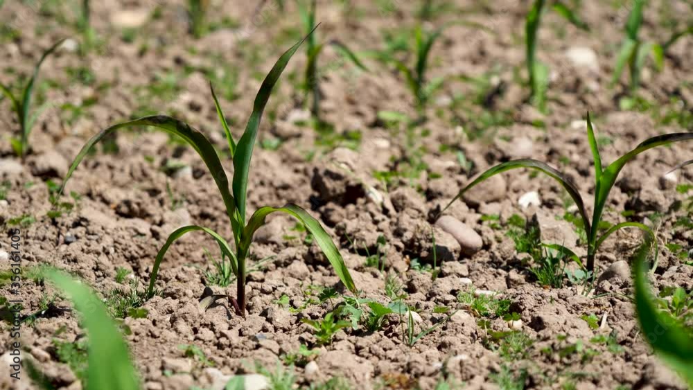 New crop growing in dry ground_Ungraded_Sony A73 New crop growing in dry ground_Ungraded_Sony A73