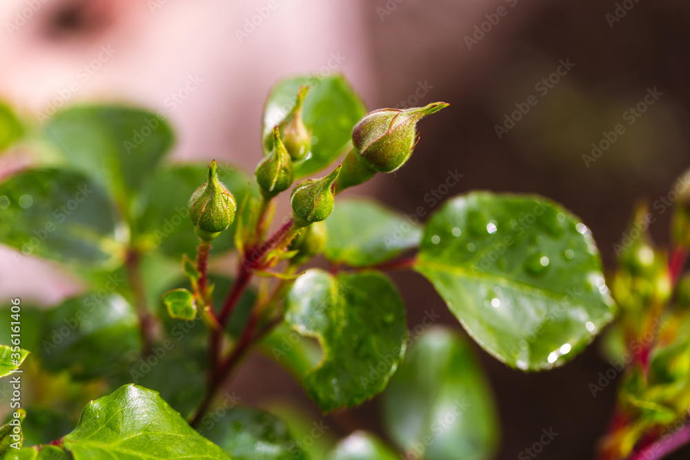 water drop on leaf at nature close-up macro. Fresh juicy green leaf in droplets of morning dew outdoors. water drop on leaf at nature close-up macro. Fresh juicy green leaf in droplets of morning dew outdoors.