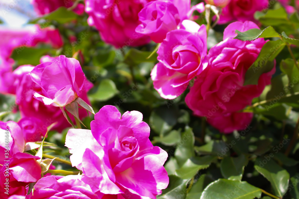 日本のとる公園にて。
ピンクのバラが色鮮やかで美しいです。