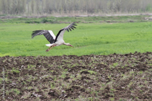 White stork flying near ground
