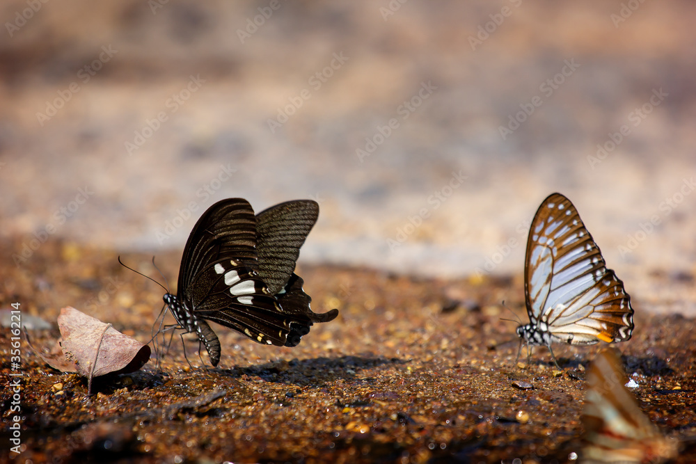 The beauty of butterflies looking for food The beauty of butterflies looking for food