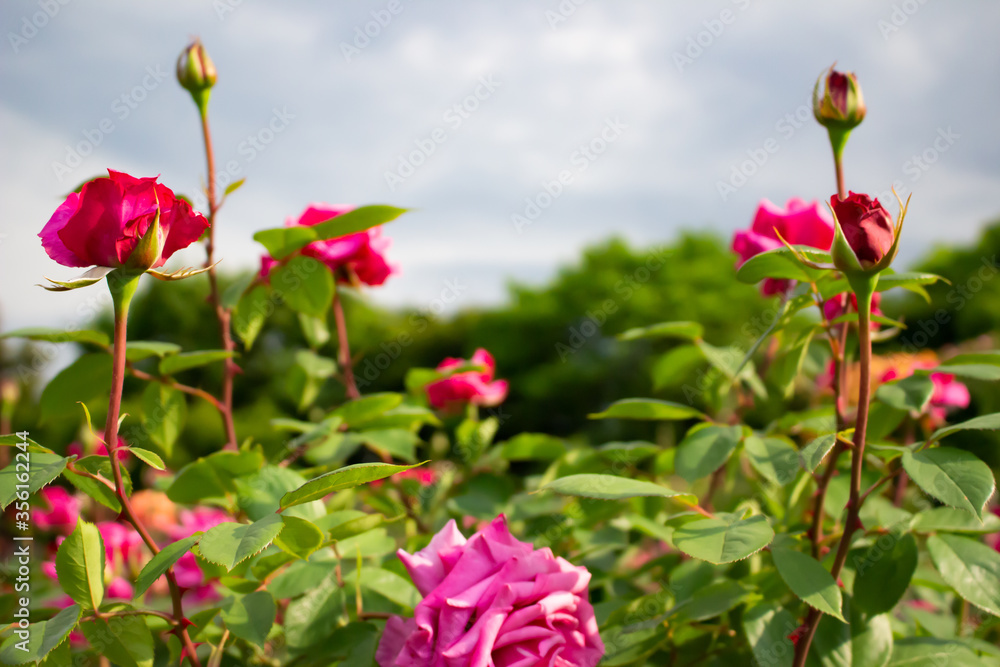 日本のとるお花が咲く公園にて。
黄色のバラが色鮮やかで美しいです。