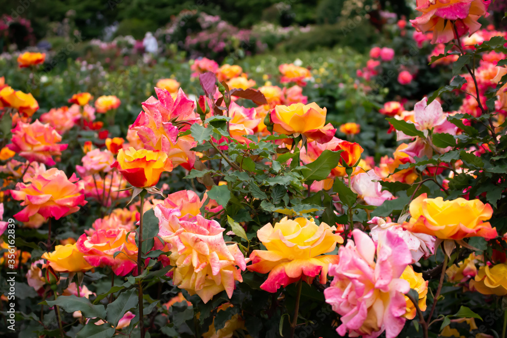 日本の花の公園にて。
沢山のピンクや黄色のバラの花々に囲まれて。 日本の花の公園にて。
沢山のピンクや黄色のバラの花々に囲まれて。