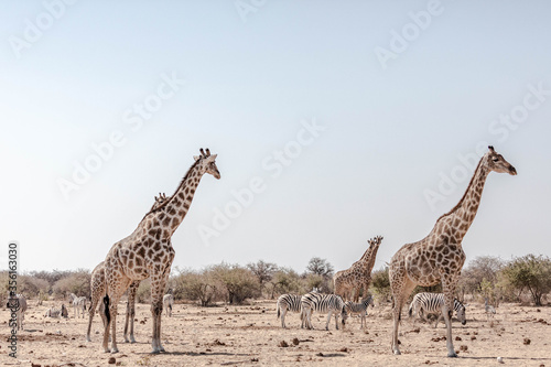 A family of giraffes in Namibia