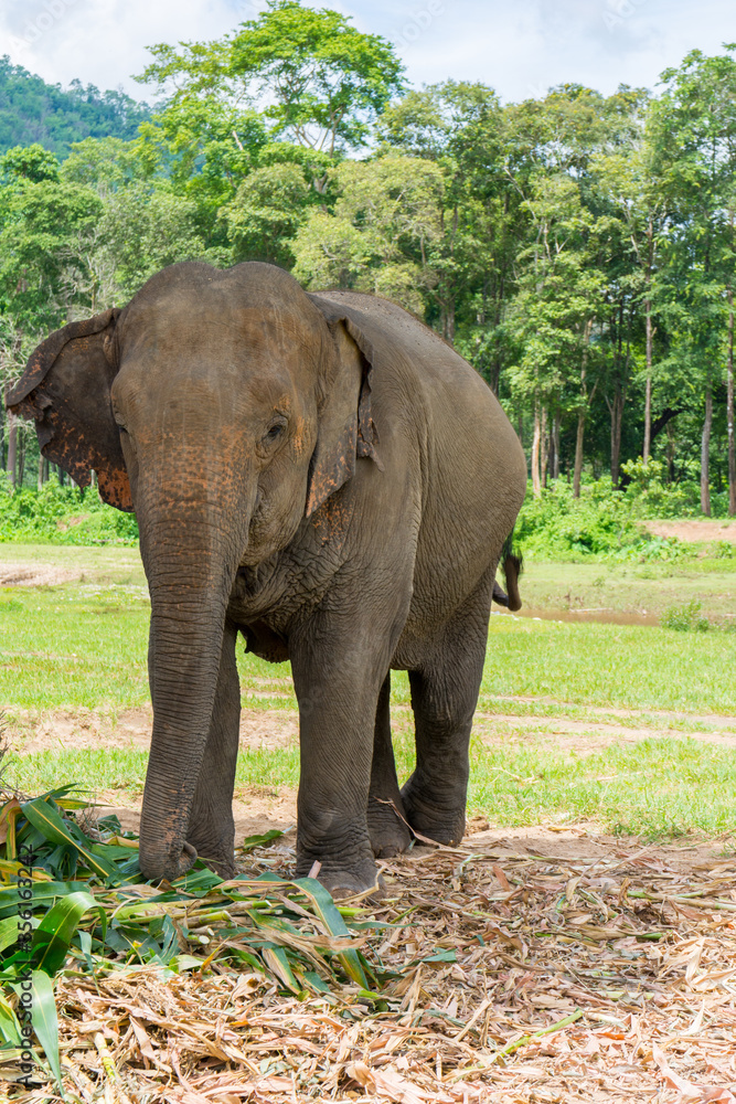 Elephant in protected nature park near Chiang Mai, Thailand