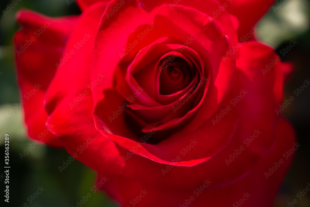 Fototapeta premium 日本のとるお花が咲く公園にて。 真っ赤なバラが色鮮やかで美しいです。