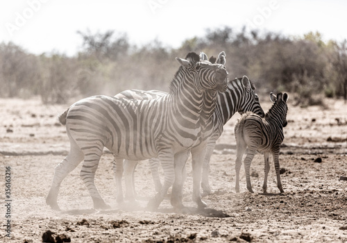 Zebras at Etosha national park in Namibia  Africa