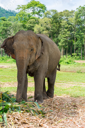 Elephant in protected nature park near Chiang Mai  Thailand