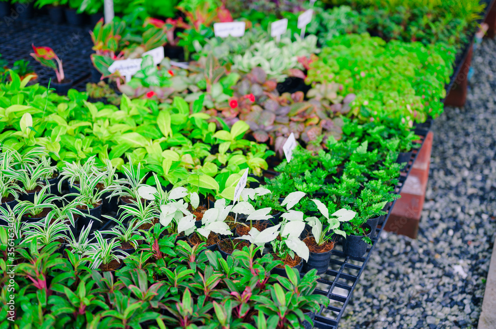 Fototapeta Tropical plant and flower gardening shopping market area,plants on sale, gardening festival.