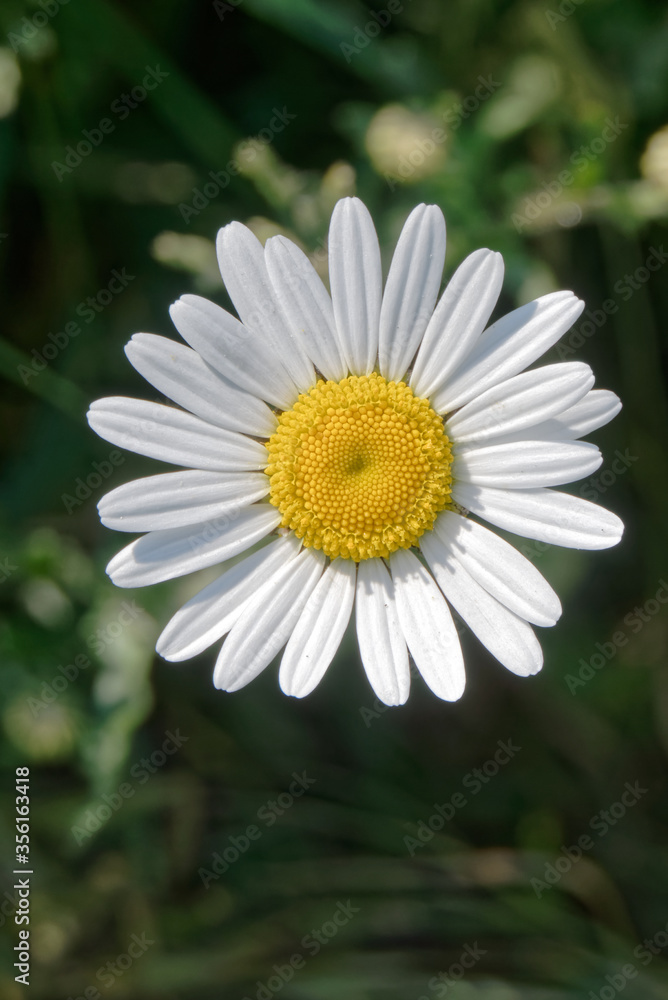 Fleur de marguerite commune au printemps - France Fleur de marguerite commune au printemps - France