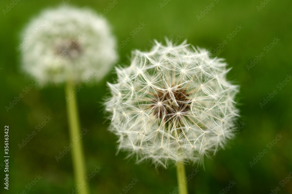 Fototapeta premium A couple of dandelions in a green meadow in a close up detailed view