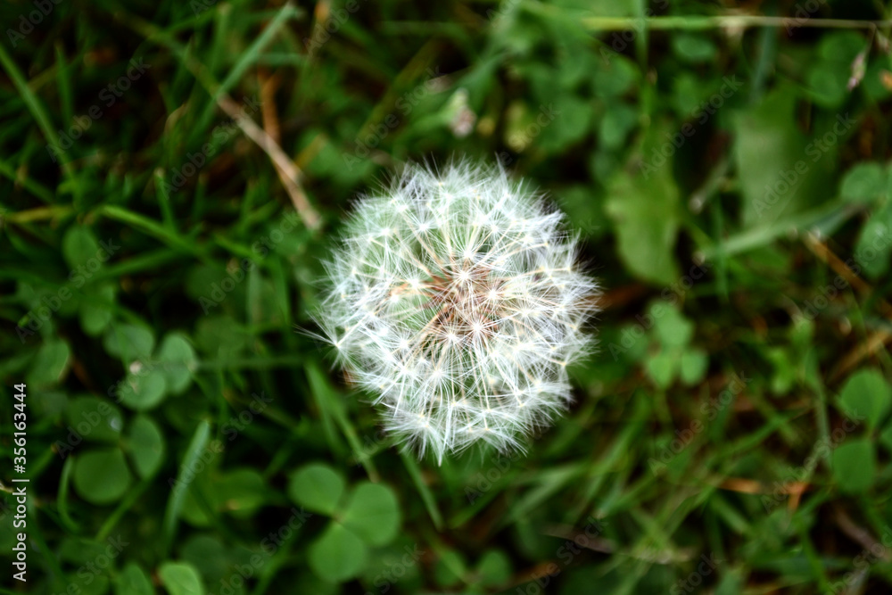 Close up view of a white dandelion seen from the top with green grass in background
Close up view of a white dandelion seen from the top with green grass in background