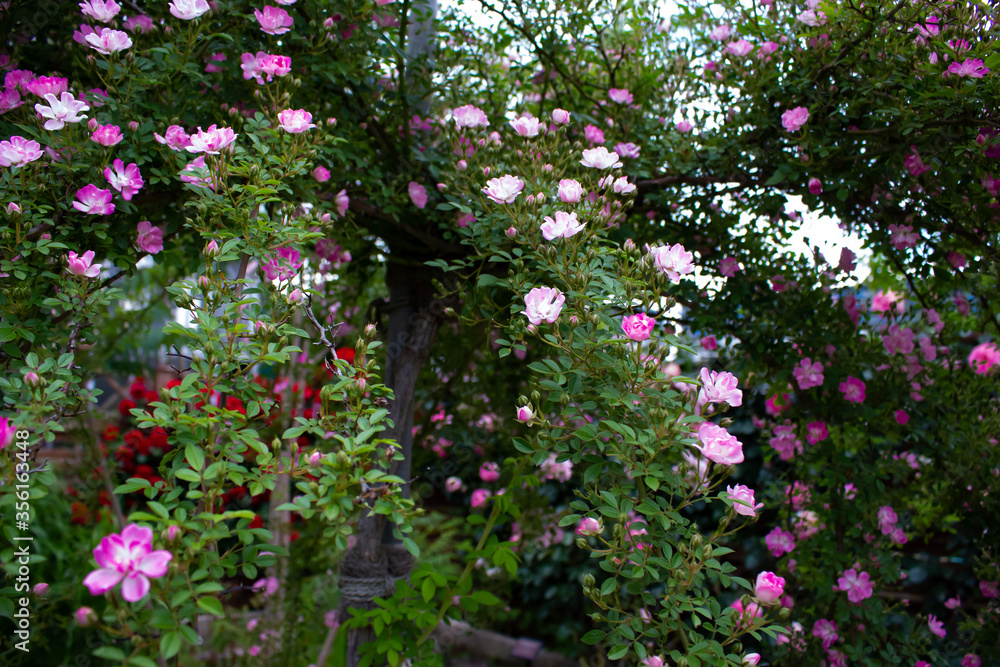 日本のとるお花が咲く公園にて。
沢山のバラの花々に囲まれて。