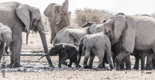 Photography A family of elephants at a waterhole