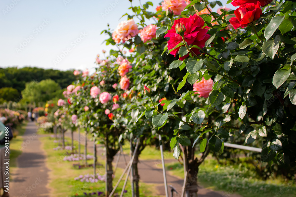 Naklejka premium 日本の花の公園にて。 沢山の赤やピンクのバラの花々に囲まれて。
