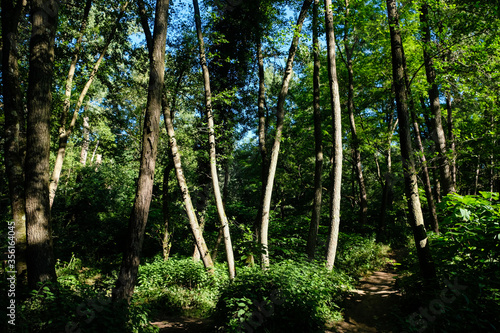 Troncs d'arbres dans une forêt