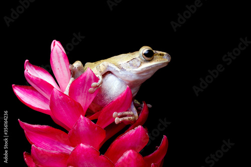 Striped tree frog ''Polypedates leucomystax'' on red flower with black background