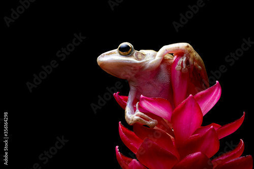 Striped tree frog ''Polypedates leucomystax'' on red flower with black background
