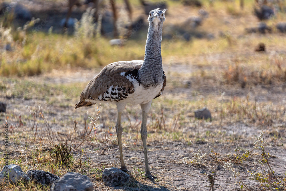 A bird in the middle of the african desert A bird in the middle of the african desert