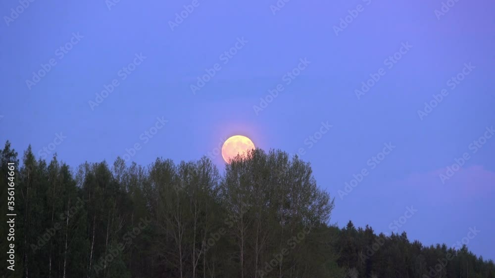 Full moon behind trees in evening Full moon behind trees in evening