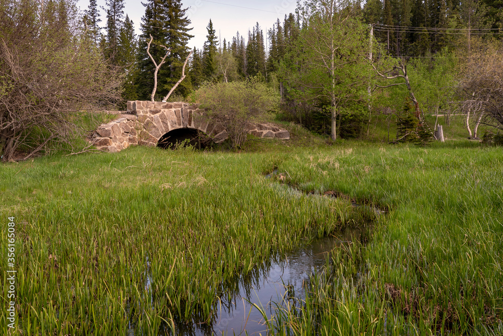 Reeds, a grasses thrive in marshland near an old stone bridge in the Black Hills of South Dakota. Reeds, a grasses thrive in marshland near an old stone bridge in the Black Hills of South Dakota.