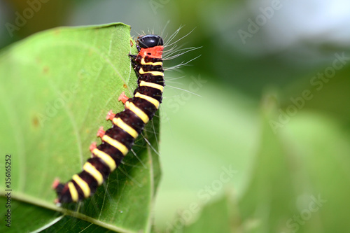 caterpillar on leaf © pangcom