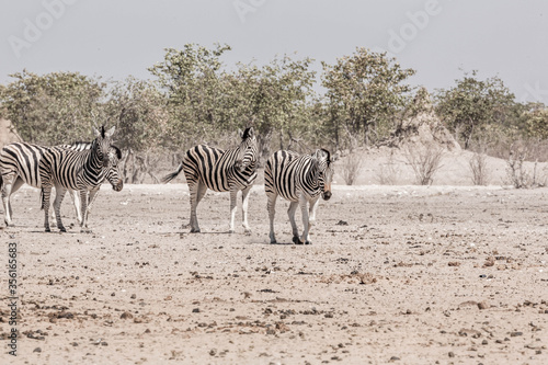 A family of a zebras in the african bush