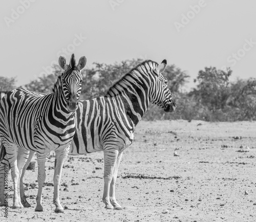 A family of a zebras in the african bush