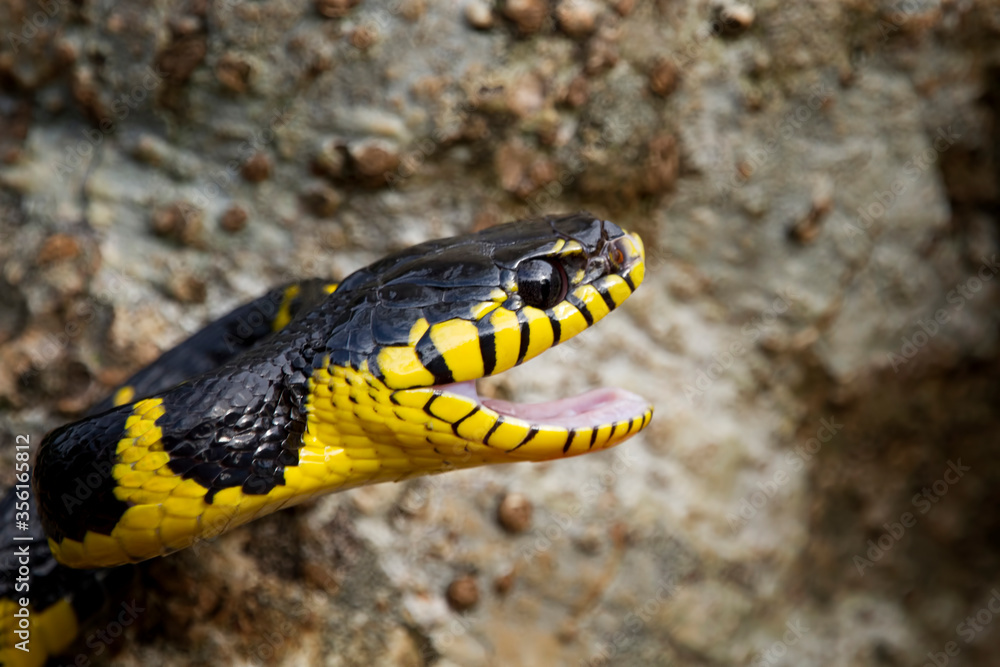 Boiga snake dendrophila yellow ringed, Head of Boiga dendrophila, animal closeup, animal attack