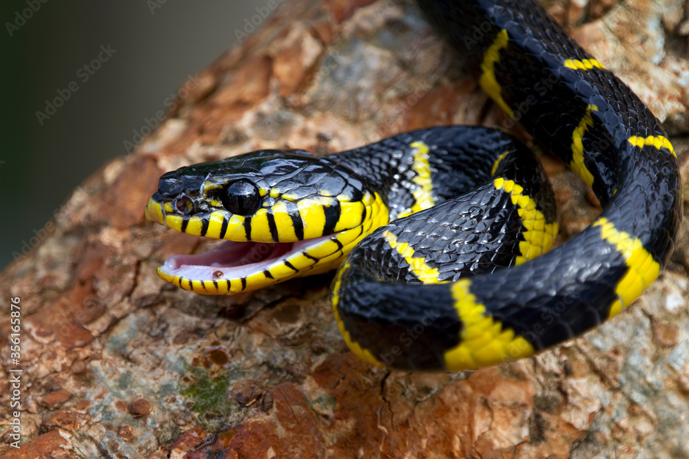 Boiga snake dendrophila yellow ringed, Head of Boiga dendrophila, animal closeup, animal attack Boiga snake dendrophila yellow ringed, Head of Boiga dendrophila, animal closeup, animal attack