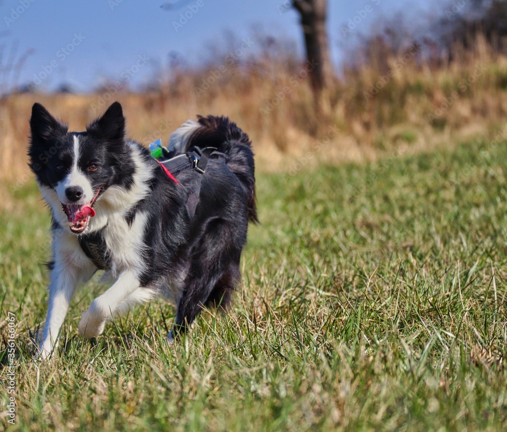 Border Collie Runs With its Tongue Out in the Field in Czech Republic. Black and White Dog is Happy about its Freedom in Czechia.