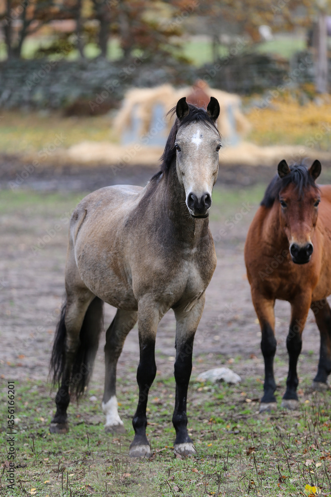 Beautiful horses in a paddock. Beautiful horses in a paddock.