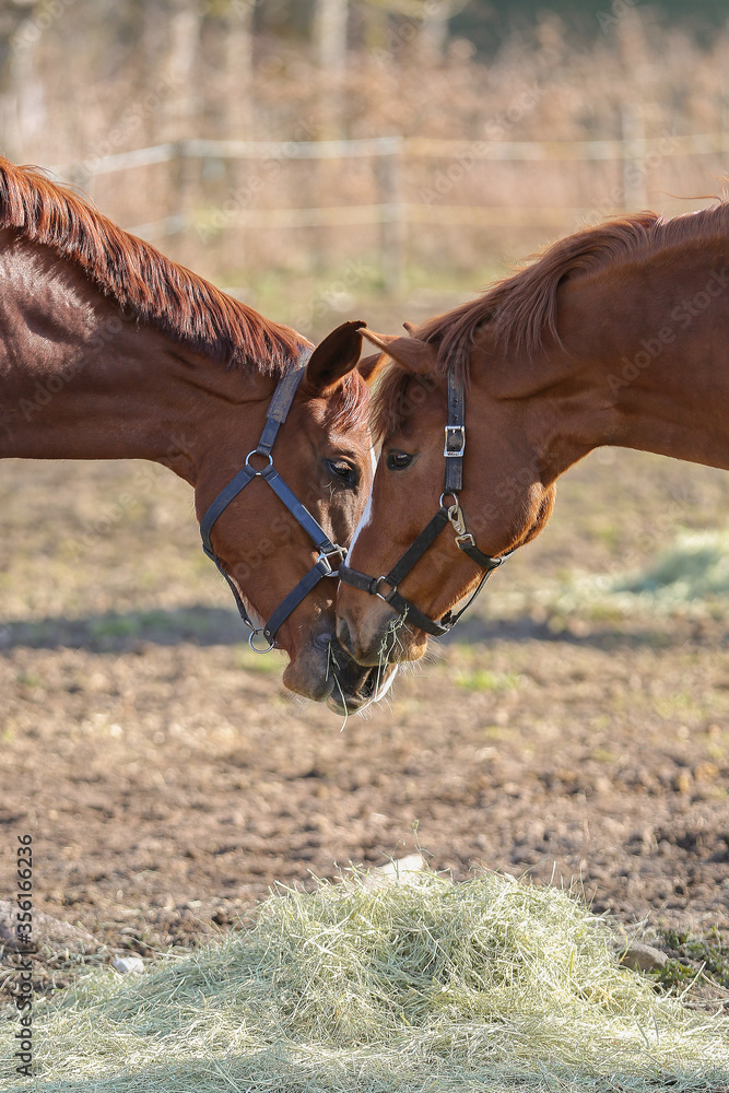 Obraz Horses eating together in a paddock.