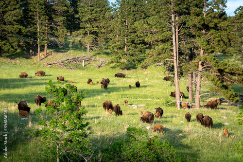 A herd of American Bison or Buffalo graze in a meadow in the forested hills of north eastern Wyoming.