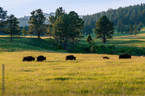 A small herd of American Bison, or Buffalo, graze in a field in north eastern Wyoming. © JAMES