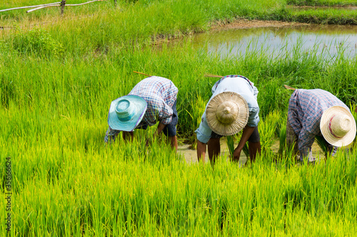 Farmers plant rice in rice field near Chiang Mai, Thailand