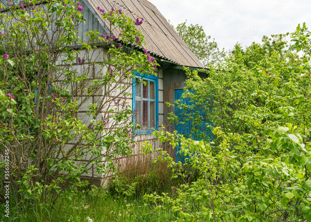 Old abandoned house in thicket of grass and bushes under a Sunny blue sky Old abandoned house in thicket of grass and bushes under a Sunny blue sky