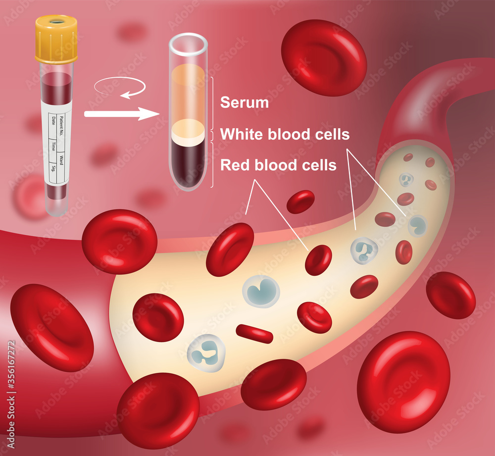 3D illustration of human blood vessel with flowing red and white blood ...