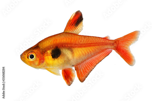 Aquarium fish Serpae Tetra Hyphessobrycon eques, also known as jewel tetra or callistus tetra photo