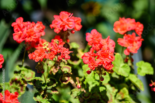 Group of vivid red Pelargonium flowers (commonly known as geraniums, pelargoniums or storksbills) and fresh green leaves in a pot in a garden in a sunny spring day, multicolor natural texture.
