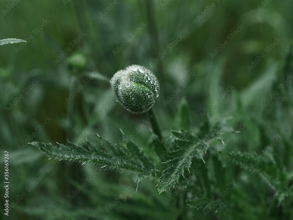 An unopened poppy bud after rain. Small drops of water are visible on the bud. Just below is another bud. Green background. Nature. Blooming garden. An unopened poppy bud after rain. Small drops of water are visible on the bud. Just below is another bud. Green background. Nature. Blooming garden.