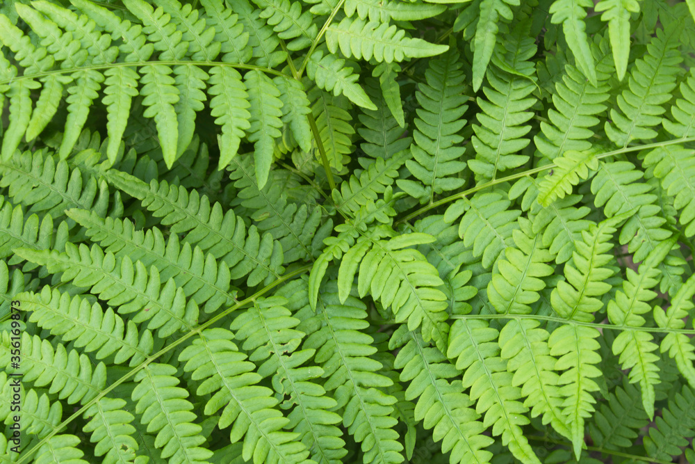 Natural background. Green fern leaves on the summer day. Closeup. Natural background. Green fern leaves on the summer day. Closeup.