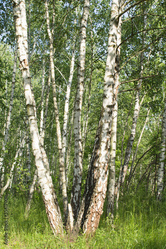 Beautiful view of the birch forest in the summer day. Location vertical.