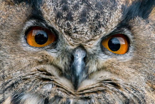 Closeup of Eurasion Eagle Owl Eyes