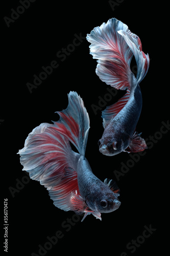 Two dancing betta fish (Halfmoon Rosetail in grey red white color combination) isolated on black background