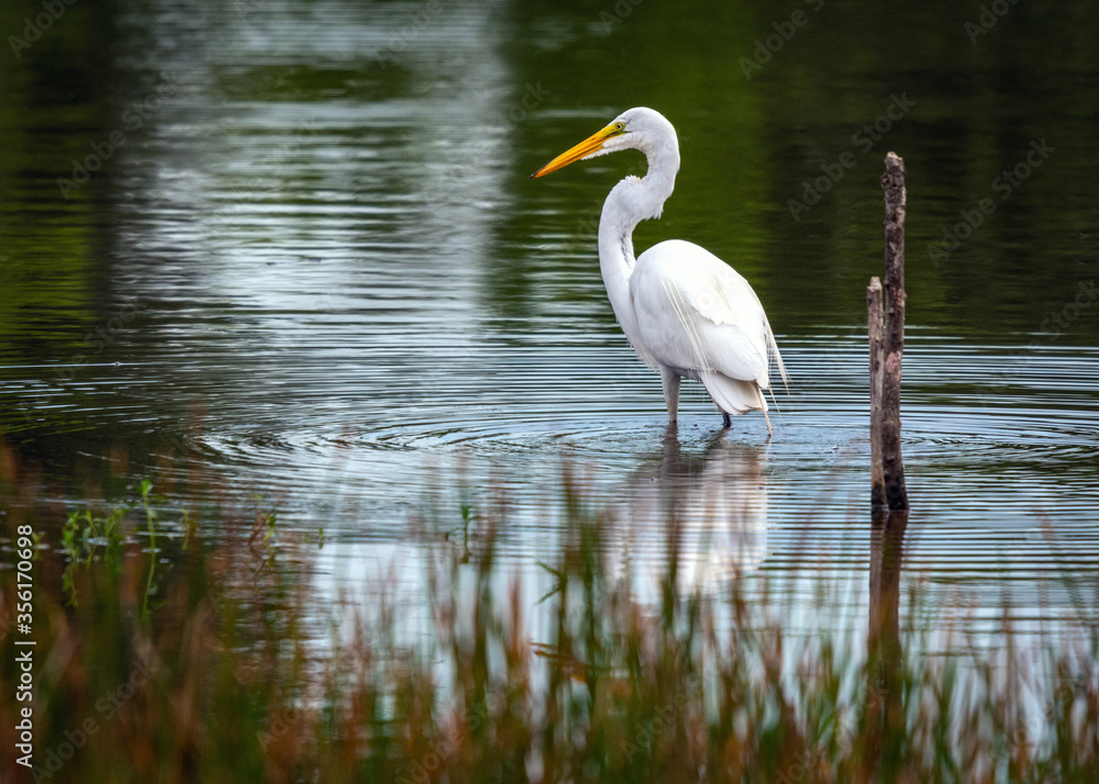 Great Egret looking for breakfast along the nature trail in Pearland! Great Egret looking for breakfast along the nature trail in Pearland!