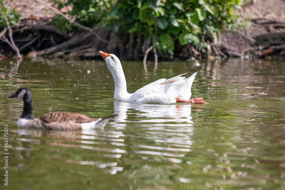 Obraz premium geese in the water