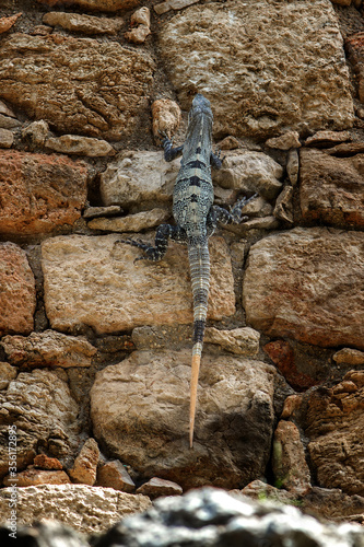 lizard on stones